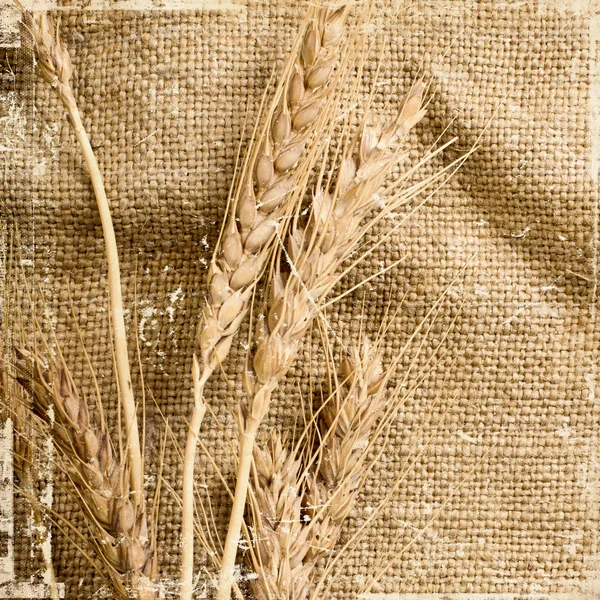 Винтажные колосья пшеницы — стоковое фото
