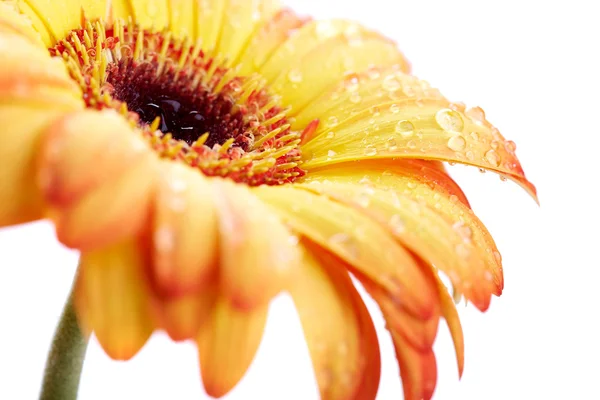 Bellissimo fiore di primavera — Foto Stock