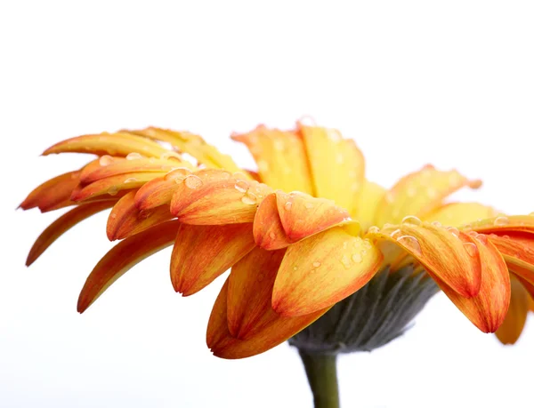 Bellissimo fiore di primavera — Foto Stock