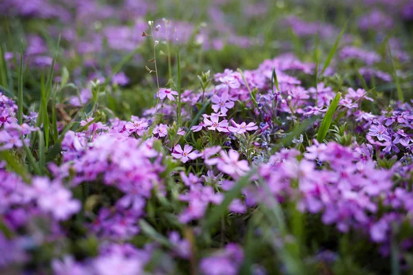 Fiori primaverili — Foto Stock