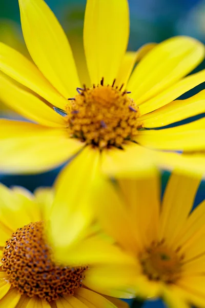 Vackra gula blommor — Stockfoto