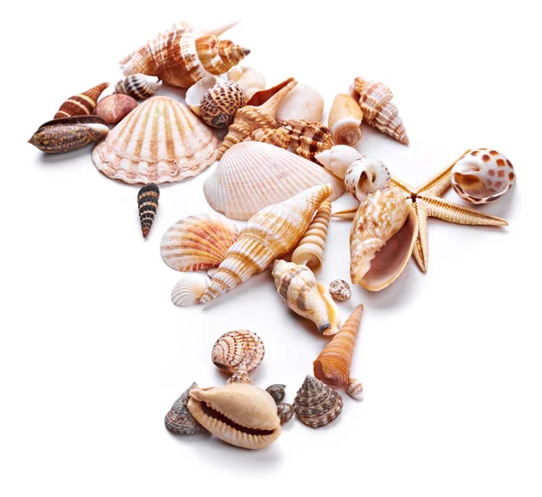 異なる貝殻 — ストック写真