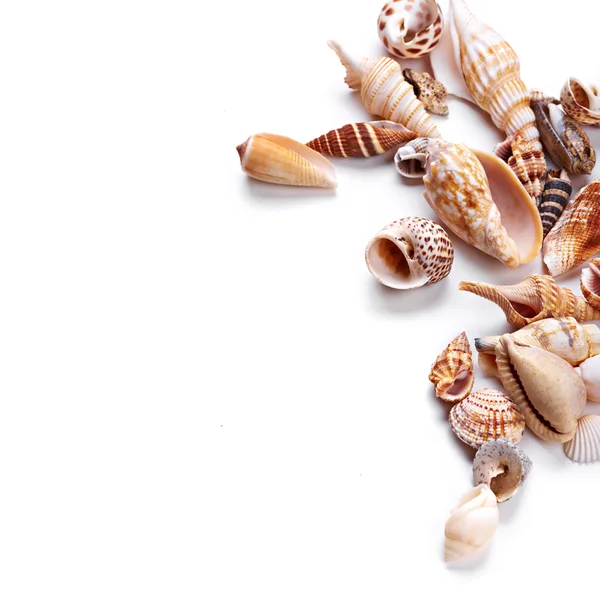 Different Seashells — Stock Photo, Image