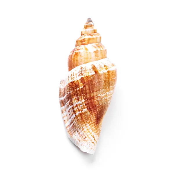 Beautiful seashell — Stock Photo, Image