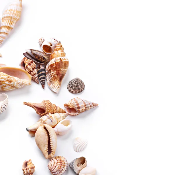 異なる貝殻 — ストック写真