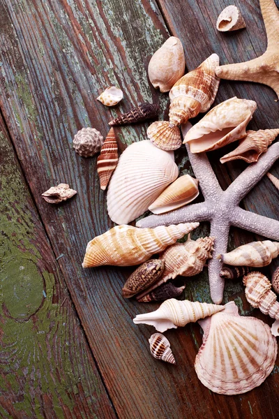 Different Seashells — Stock Photo, Image