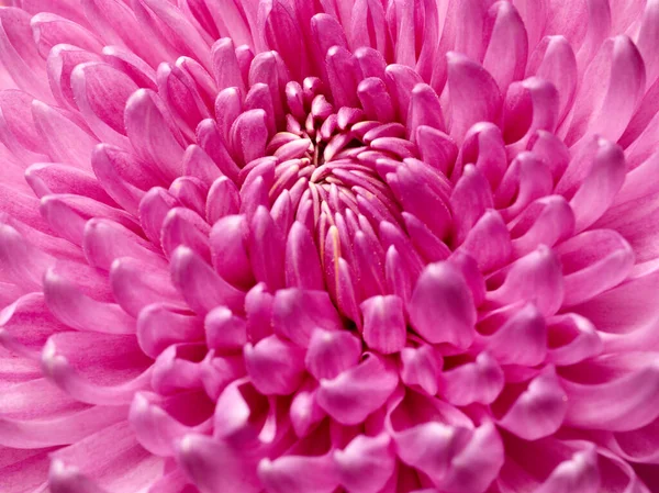 Macro Textuur Shot Van Roze Chrysant Bloem — Stockfoto