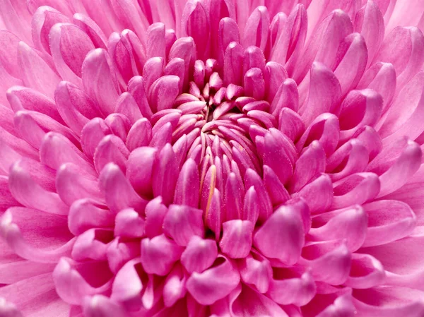 Makrotextur Shot Von Rosa Chrysanthemenblüte — Stockfoto