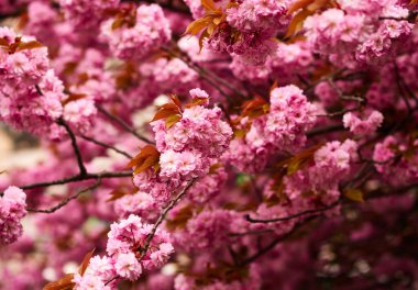Blossom tree with branch of pink flowers background. Blooming spring stems