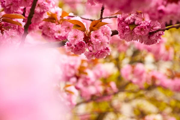 Kwitnące Drzewo Gałązką Różowych Kwiatów Tła Kwitnące Łodygi Wiosny — Zdjęcie stockowe