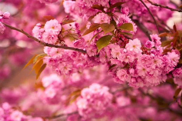 Blossom Tree Branch Pink Flowers Background Blooming Spring Stems — Zdjęcie stockowe