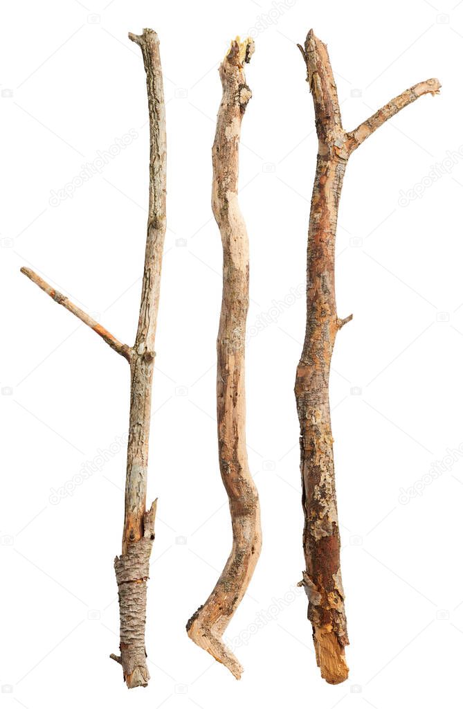 Tree sticks isolated on white background