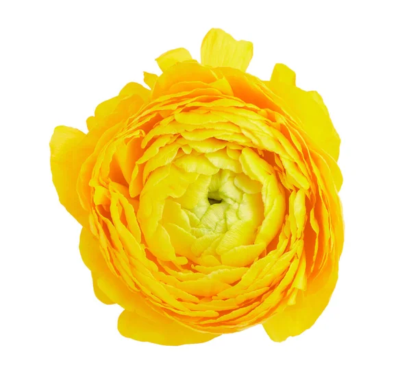 Жовта Квітка Рунункулуса Ізольована Білому Тлі — стокове фото