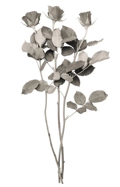 Einfarbige Silhouette Von Rosen Isoliert Auf Weißem Hintergrund — Stockfoto