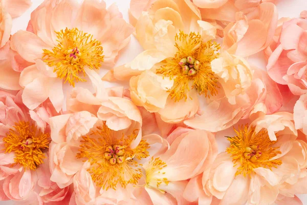 Şakayık Çiçekleri Güneş Işığıyla Aydınlanır — Stok fotoğraf