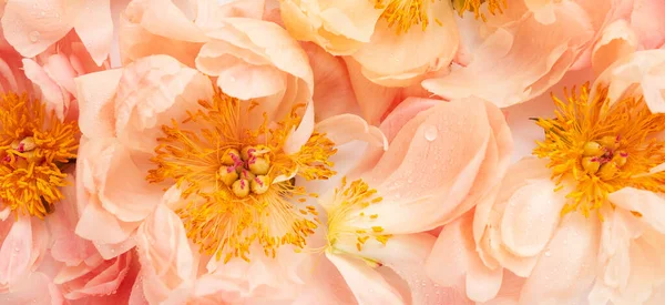 Peony Flowers Lighted Sunshine Floral Background — Stockfoto