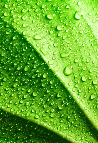 Green Leaf Raindrops Texture Background — Foto de Stock