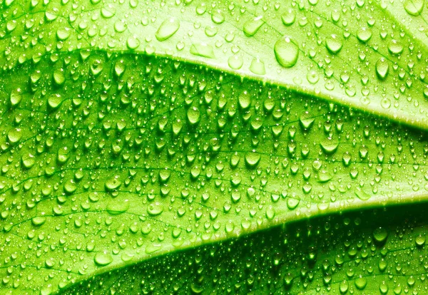 Bright Green Leaf Drops Water Texture Background —  Fotos de Stock