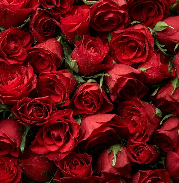Lindas Rosas Vermelhas Flores Fundo — Fotografia de Stock