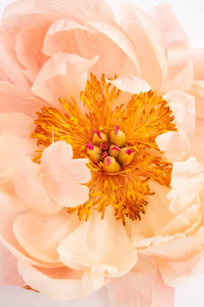 Peony Flower Head Close Photography Background — Foto de Stock