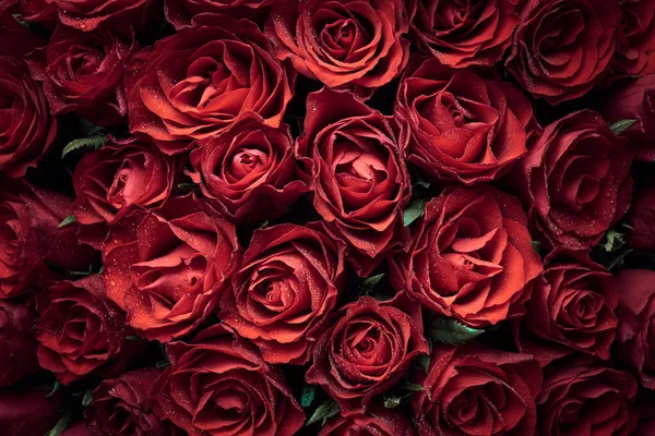 Beautiful Red Roses Flowers Background — Zdjęcie stockowe