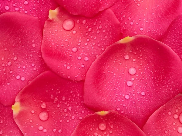 Pink petals of roses with drops of water texture background