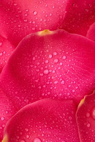 Pink Petals Roses Drops Water Texture Background — Stockfoto