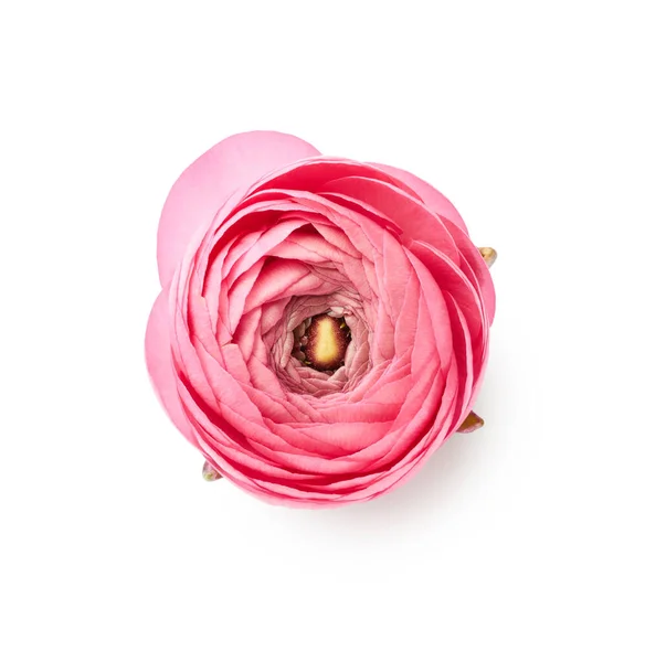 Photo Single Pink Ranunculus Head Isolated White Background — Foto de Stock