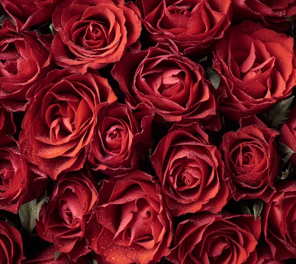 Φόντο Κόκκινα Τριαντάφυλλα Λουλούδια — Φωτογραφία Αρχείου