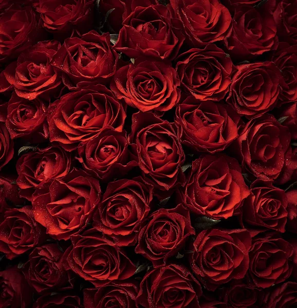 Hintergrund Der Roten Rosen Blumen — Stockfoto