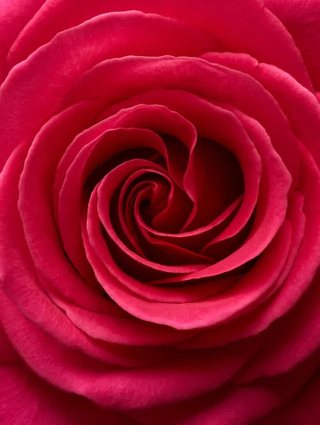 Red Rose Flower Nature Details Background — Photo