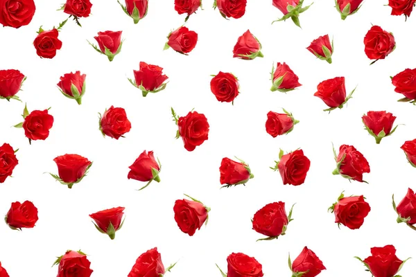 Brotes Rosas Rojas Aislados Sobre Fondo Blanco —  Fotos de Stock