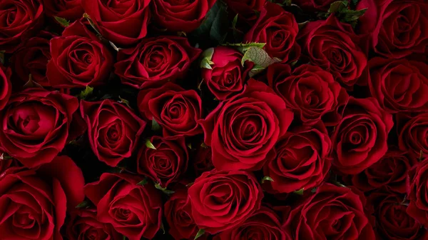 Fondo Rosas Rojas Flores — Foto de Stock