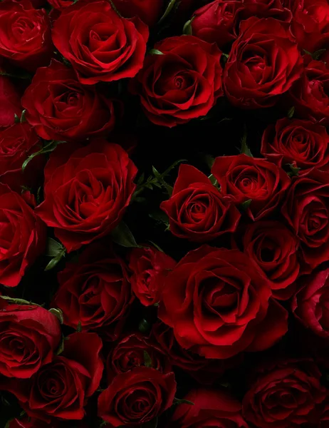 Kırmızı Gül Çiçek Arka Plan — Stok fotoğraf