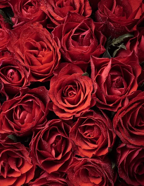 Fondo Rosas Rojas Flores —  Fotos de Stock