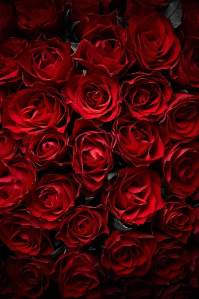 Sfondo Rose Rosse Fiori — Foto Stock