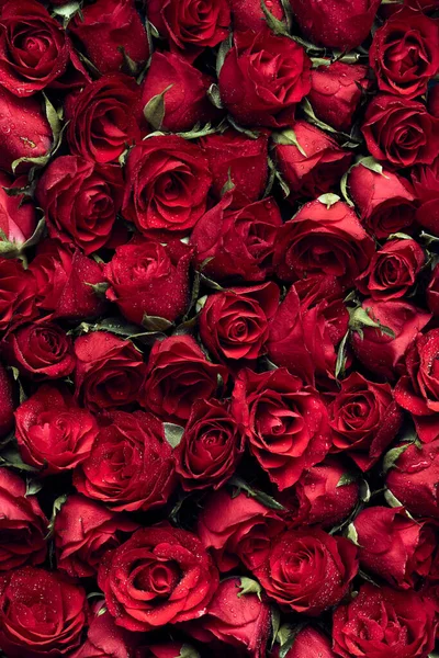 Sfondo Rose Rosse Fiori — Foto Stock