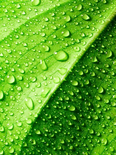 Fresh Green Leaf Texture Drops Water Background — Photo