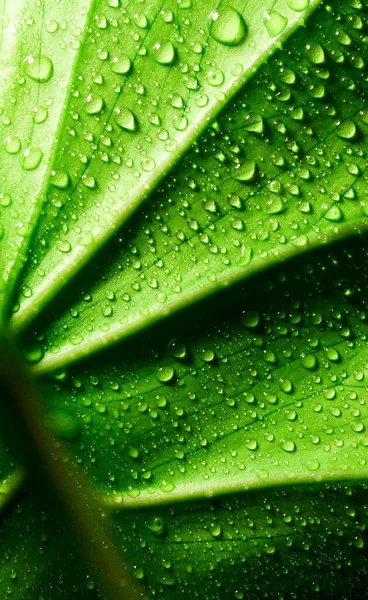 Fresh Green Leaf Texture Drops Water Background — Foto Stock