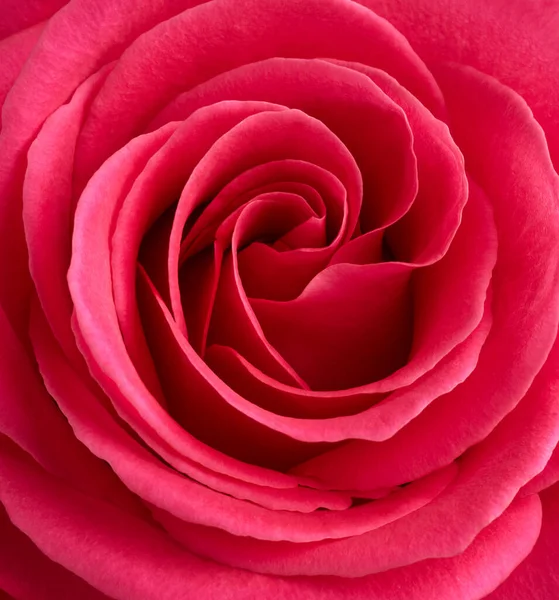 Red Rose Flower Macro Shot Background — Zdjęcie stockowe