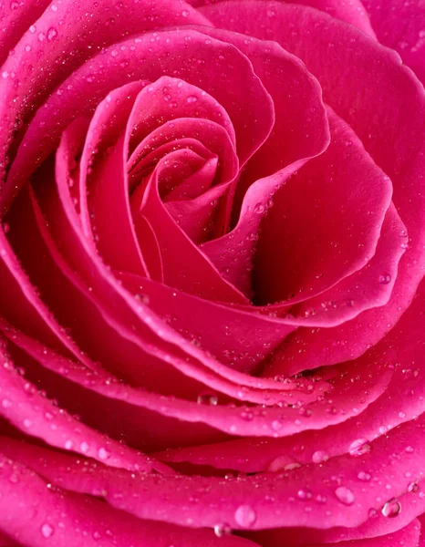 Red Rose Flower Macro Shot Background — 图库照片