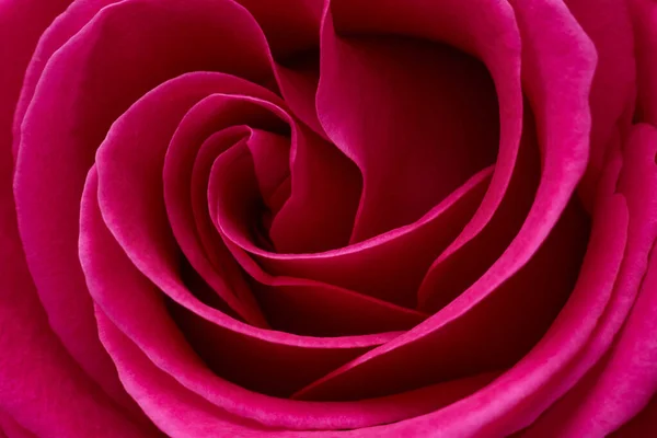 Red Rose Flower Macro Shot Background — Stockfoto