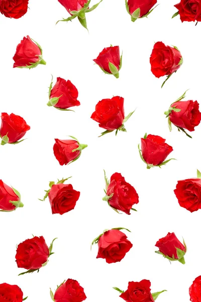 Κόκκινα Τριαντάφυλλα Μπουμπούκια Απομονωθεί Λευκό Φόντο — Φωτογραφία Αρχείου