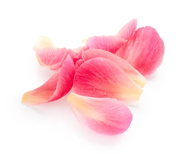 Pink Petals Isolated White Background Spa Theme — Foto de Stock