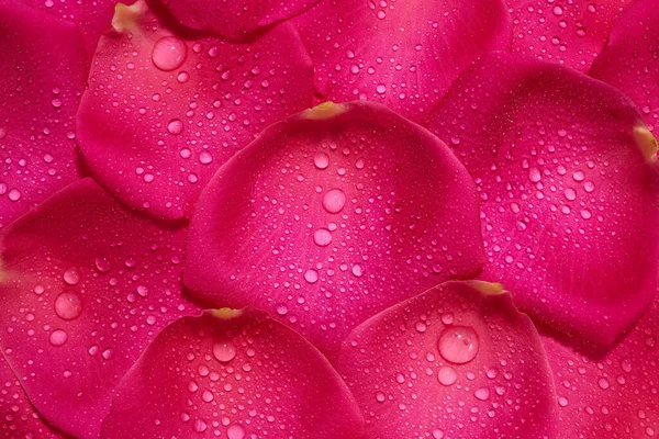 Pink Petals Roses Raindrops Spa Treatment Background — 图库照片