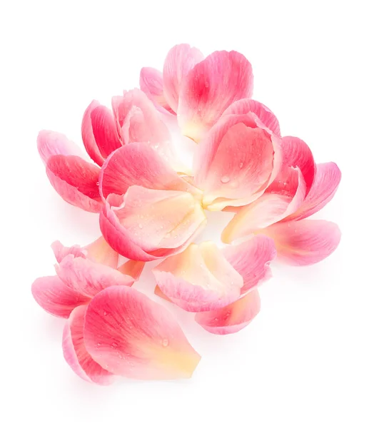 Pink petals with drops of water isolated on white background