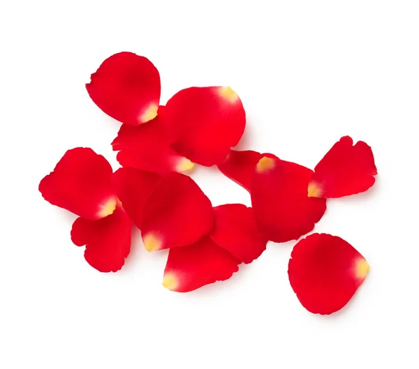 Bloemblaadjes Van Rode Roos Geïsoleerd Witte Achtergrond — Stockfoto