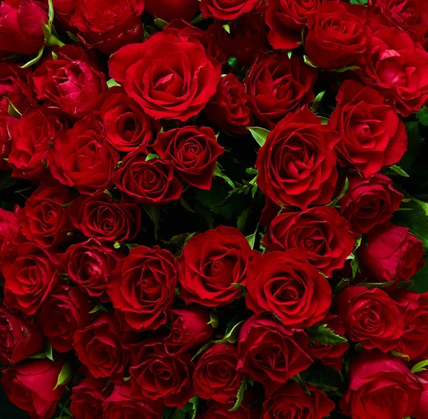Kırmızı Gül Çiçek Arka Plan — Stok fotoğraf