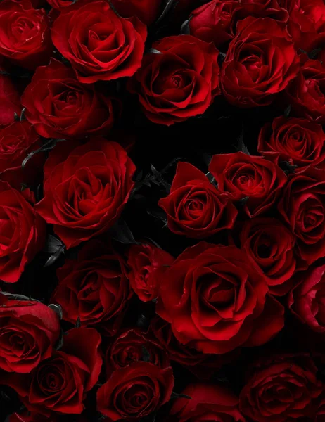 Bakgrund Röda Rosor Blommor — Stockfoto