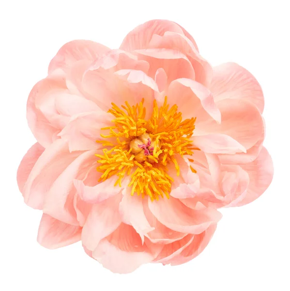 Рожева Квітка Півонії Ізольована Білому Тлі — стокове фото